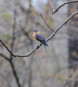 2015 05 25_0330-copy_edited-2